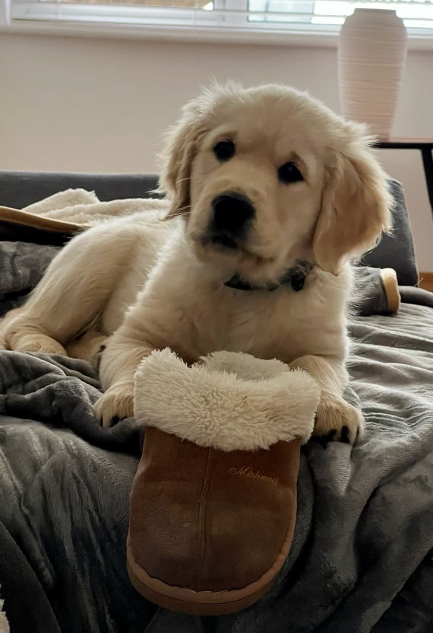 Slipper