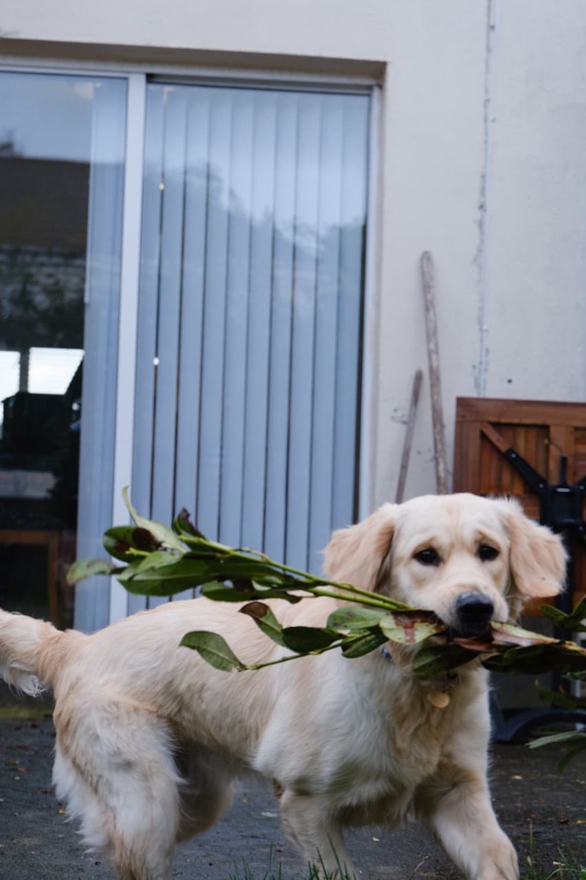 Maggie/DSCF3039 Large.jpeg