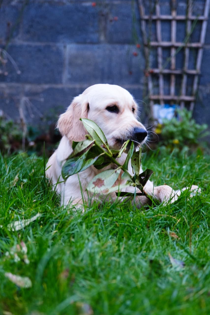 Maggie/DSCF3198 Large.jpeg