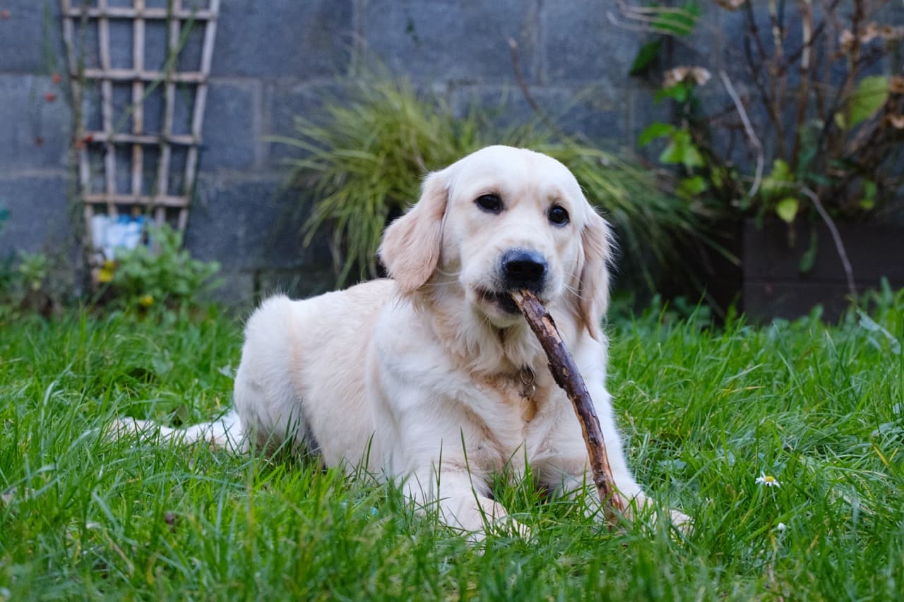 Maggie/DSCF3439 Large.jpeg