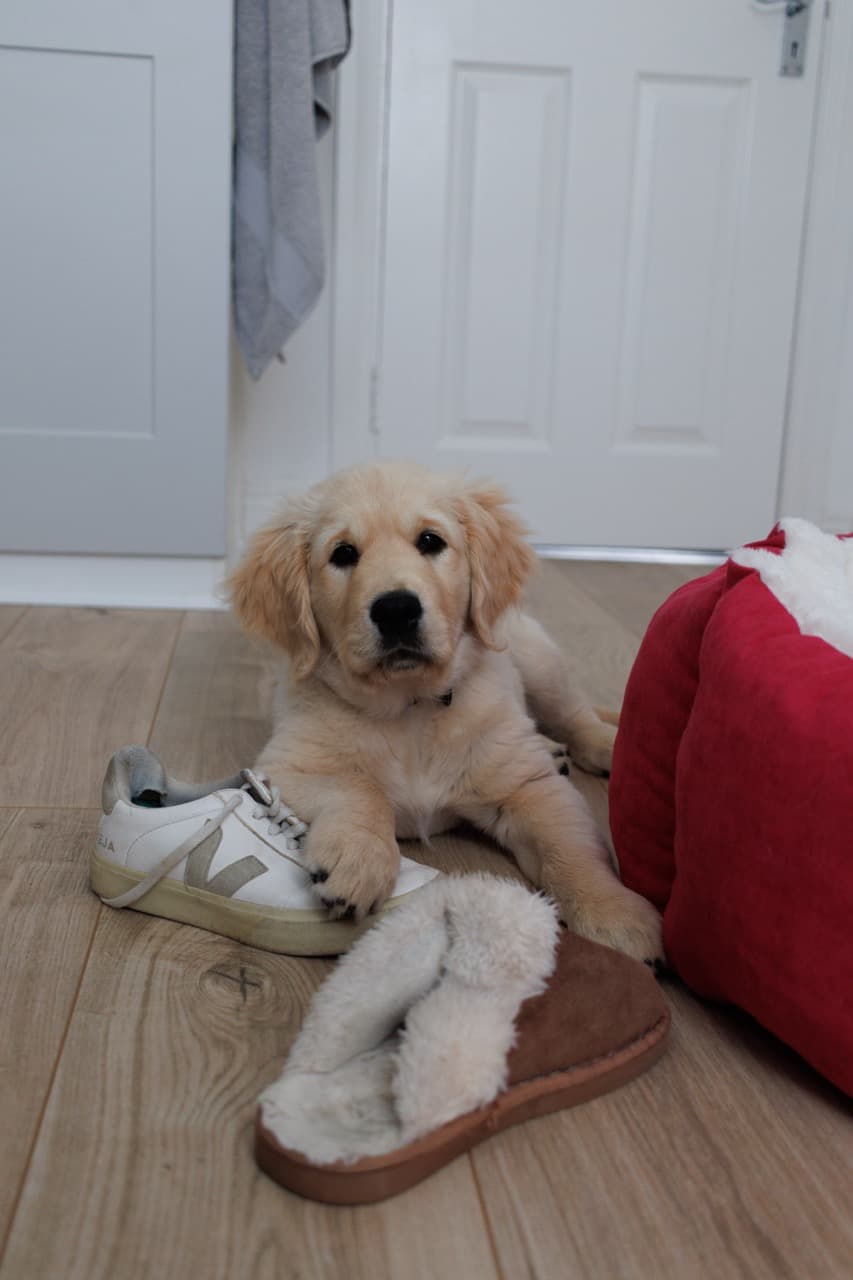 Maggie/IMG_1894 Large.jpeg