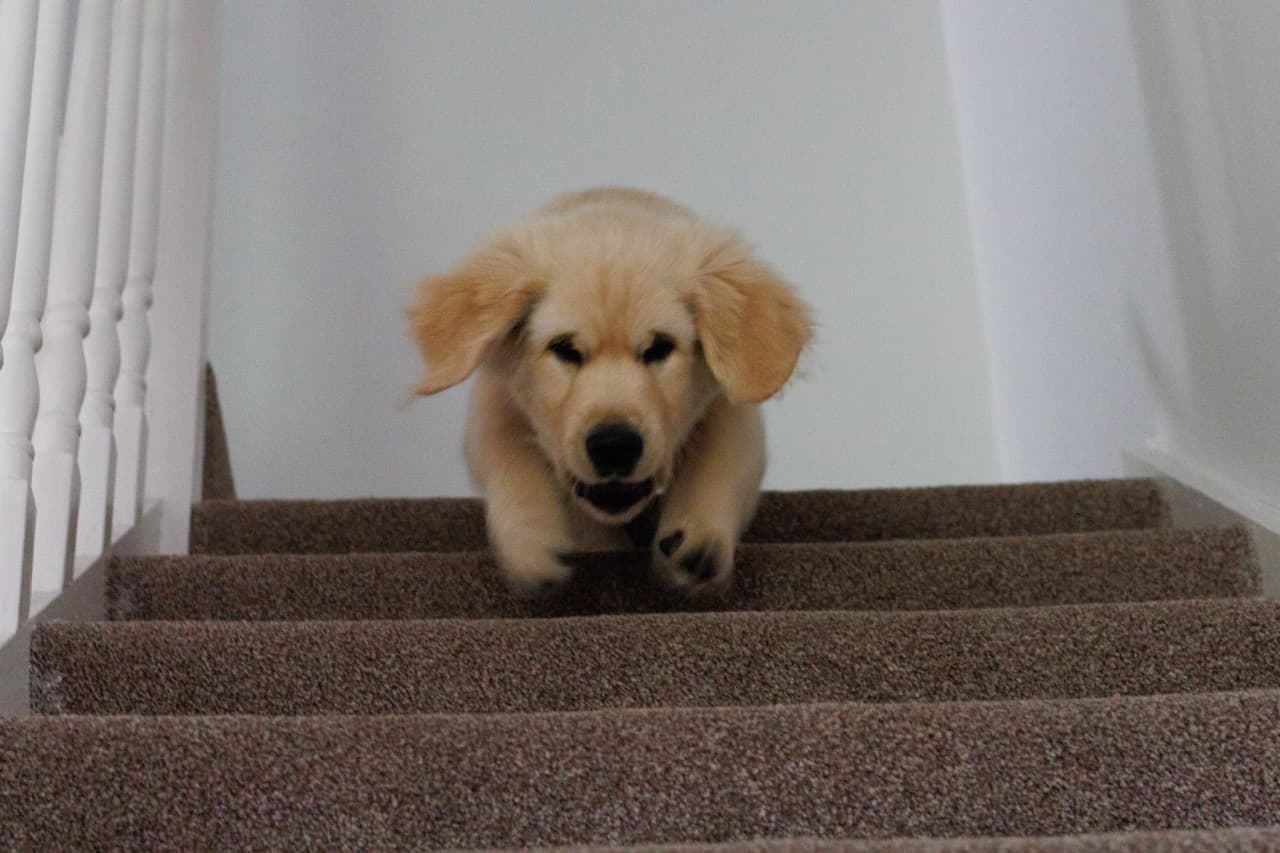 Maggie/IMG_2005 Large.jpeg