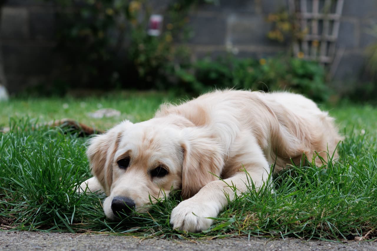 Maggie/IMG_2106 Large.jpeg