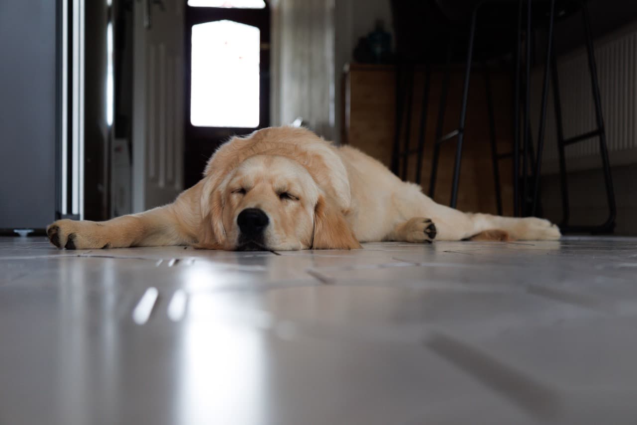 Maggie/IMG_2432 Large.jpeg