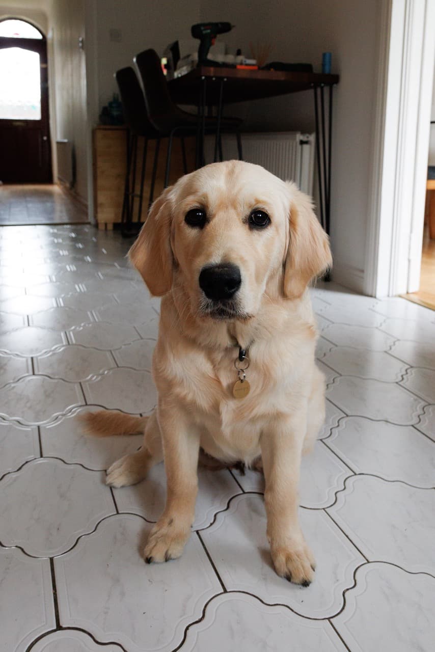 Maggie/IMG_2439 Large.jpeg