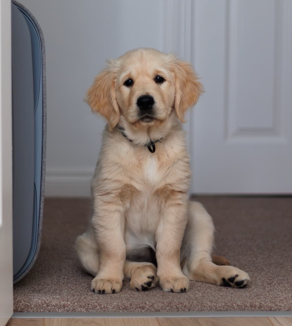 Maggie/maggie Large.jpeg