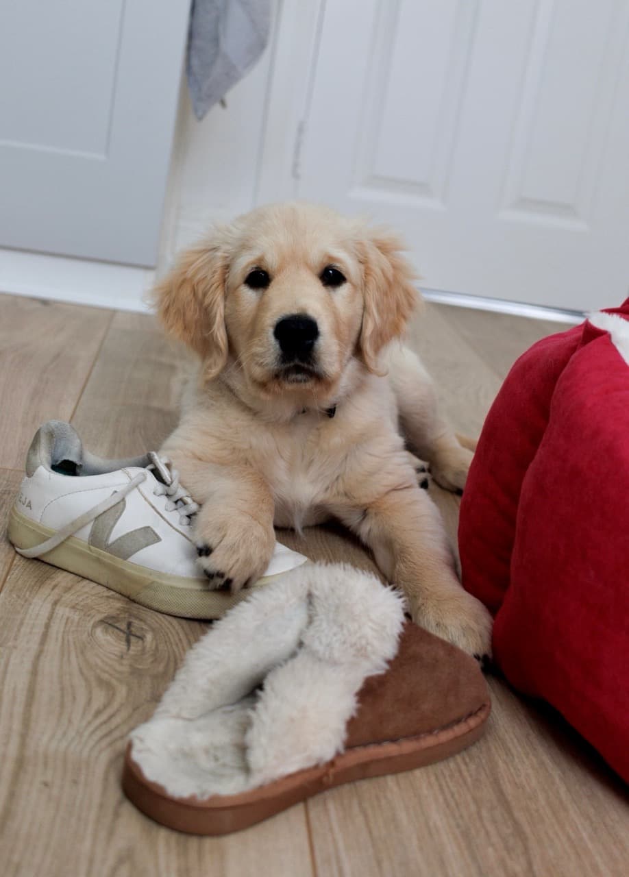 Maggie/shoe Large.jpeg