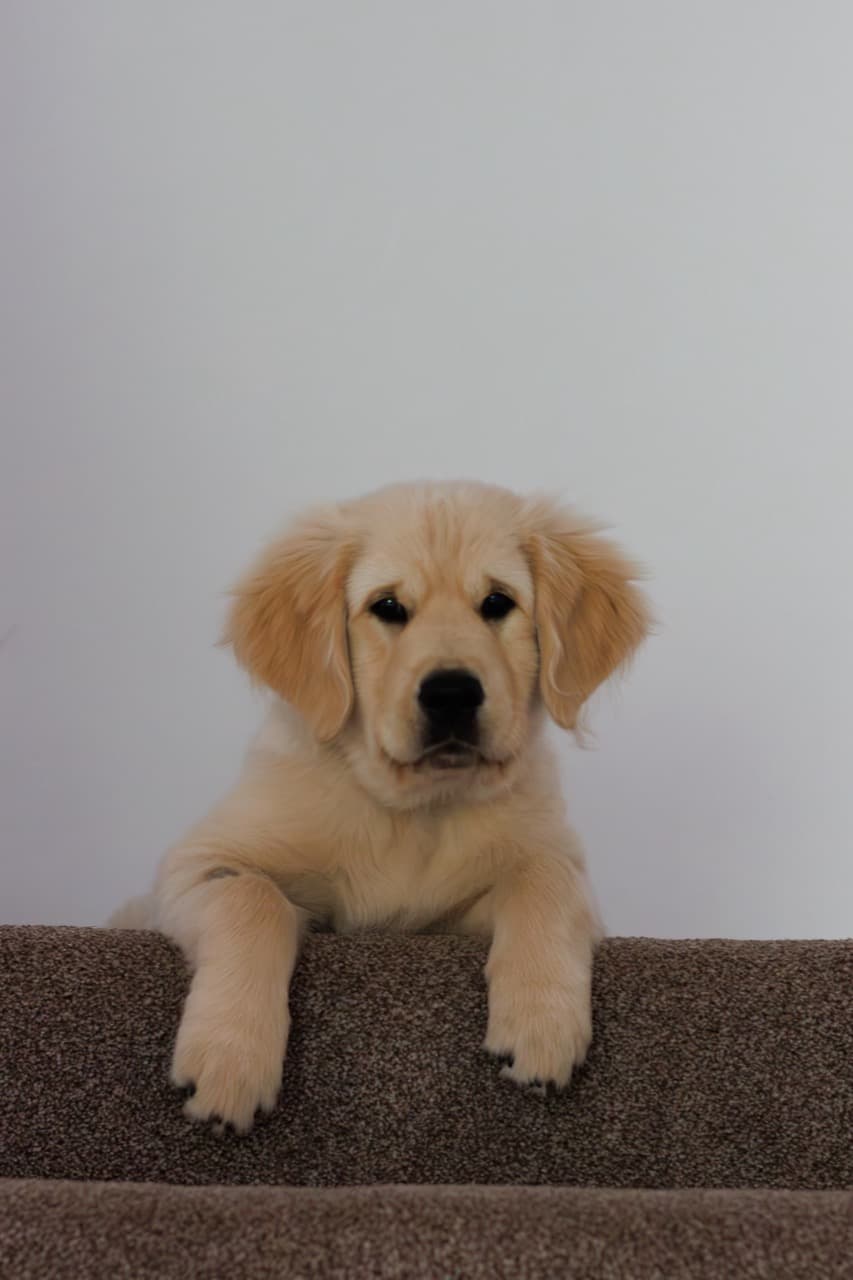 Maggie/stair Large.jpeg