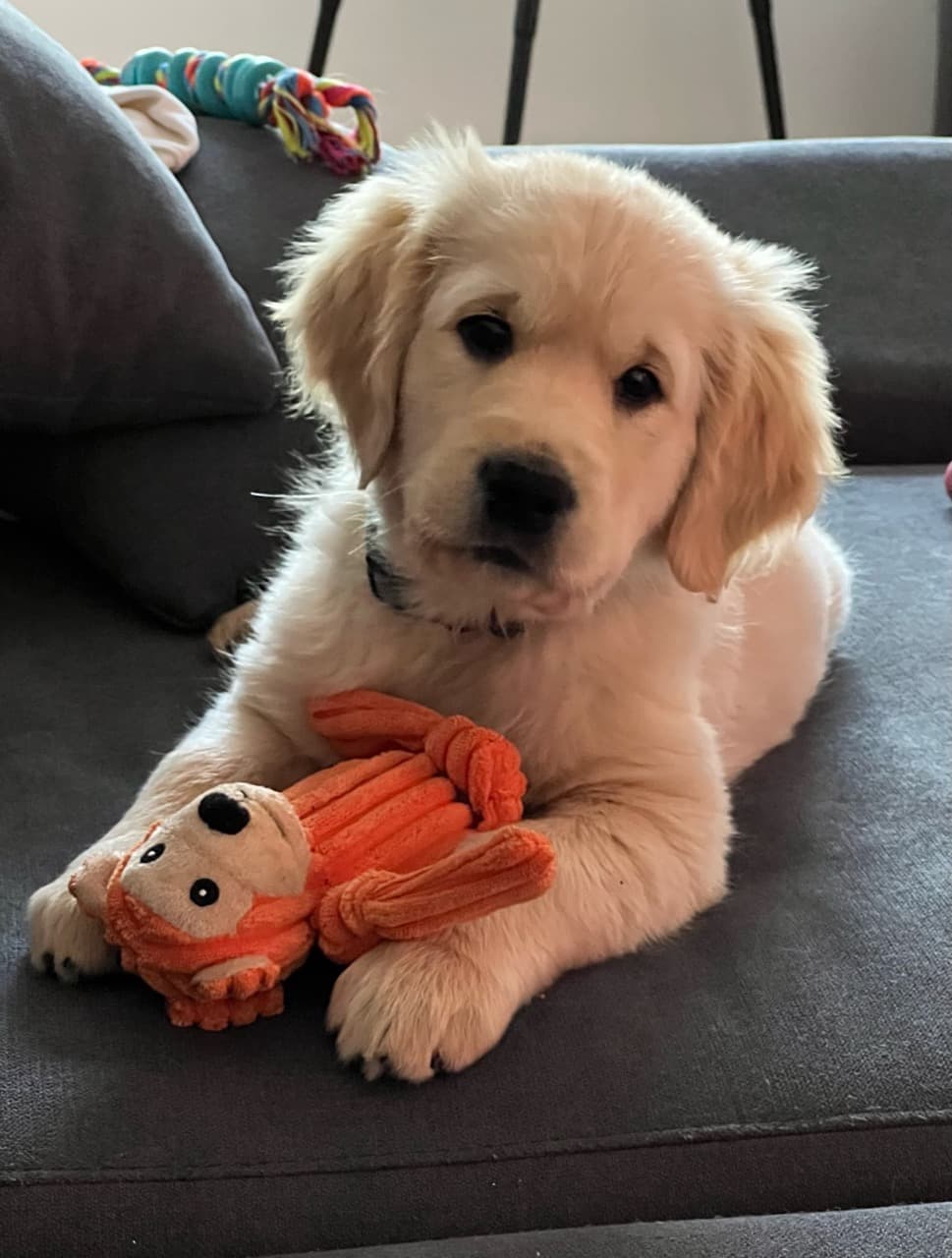 Maggie/toy Large.jpeg